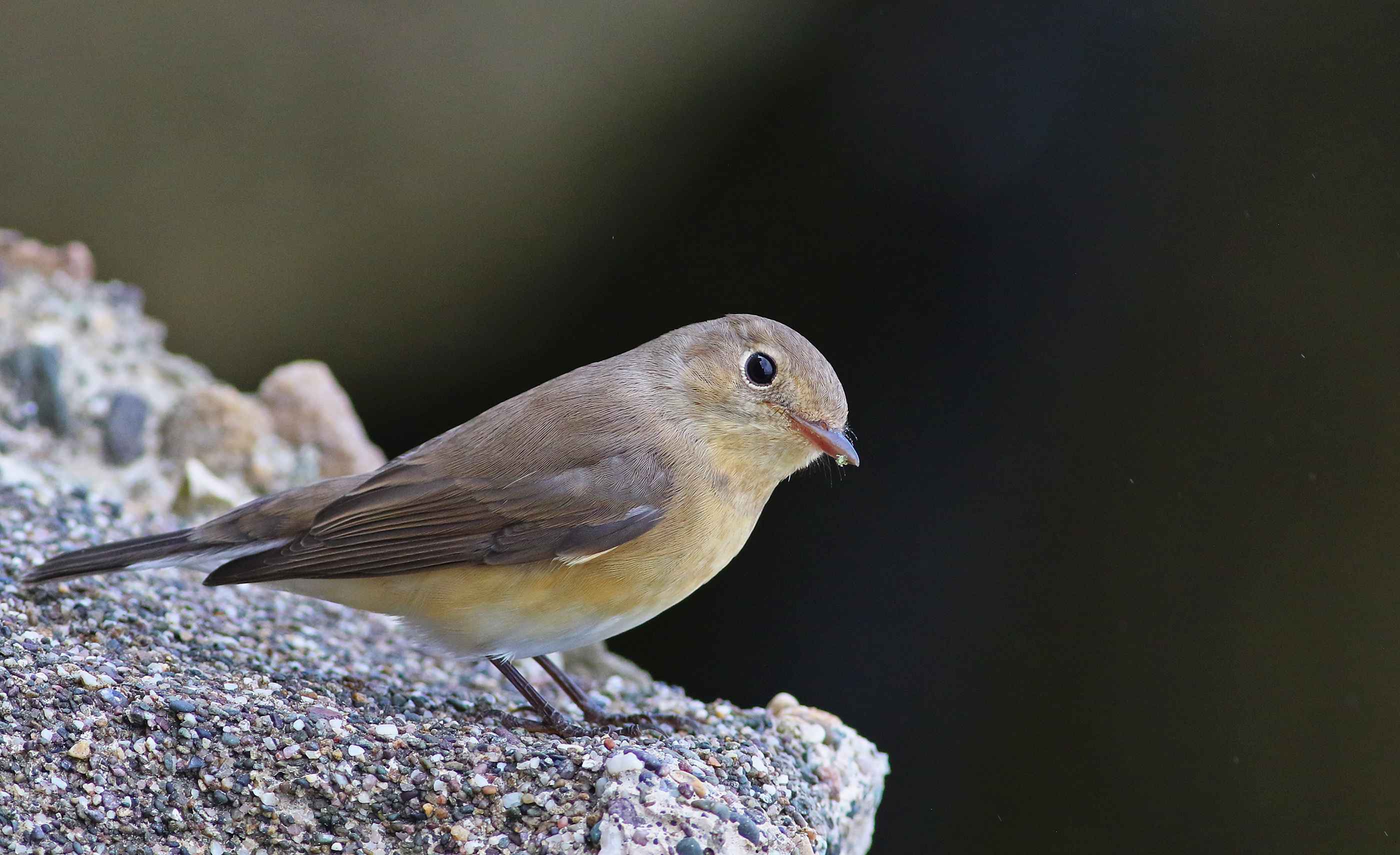 Red-breasted Flycatcher